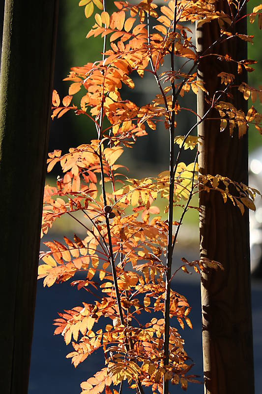 Herbst in Hakenfelde