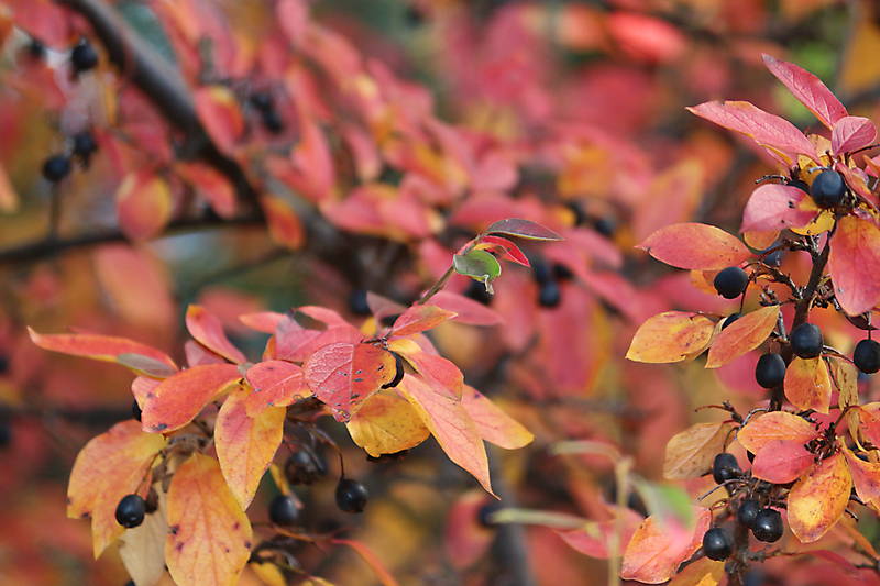 Herbst in Hakenfelde