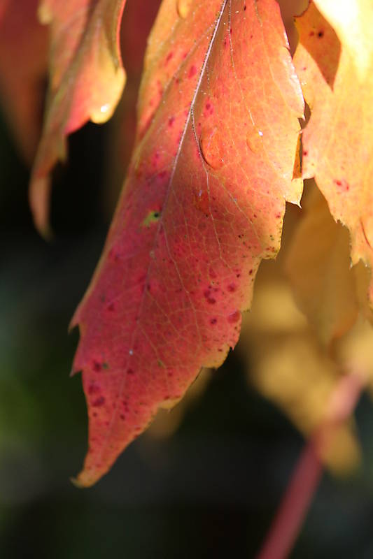 Herbst in Hakenfelde