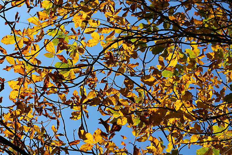 Herbst in Hakenfelde