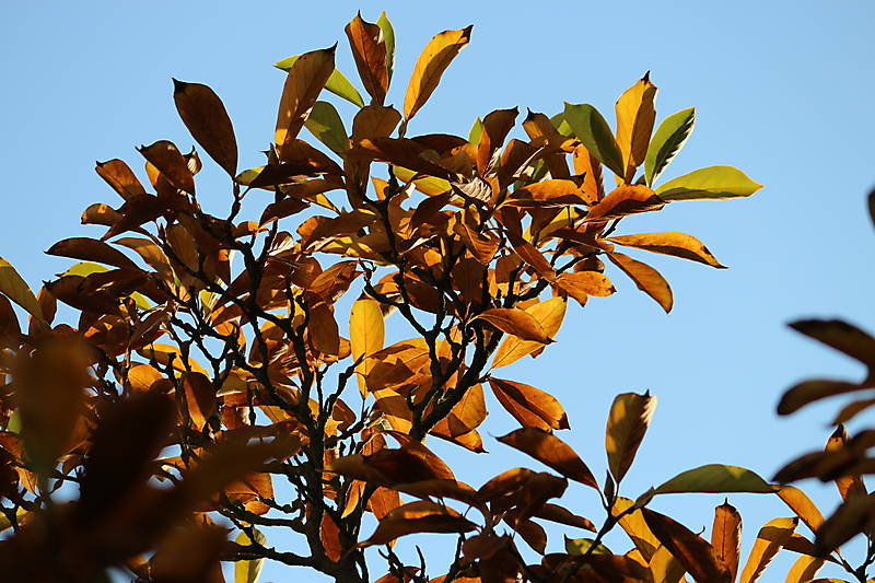 Herbst in Hakenfelde