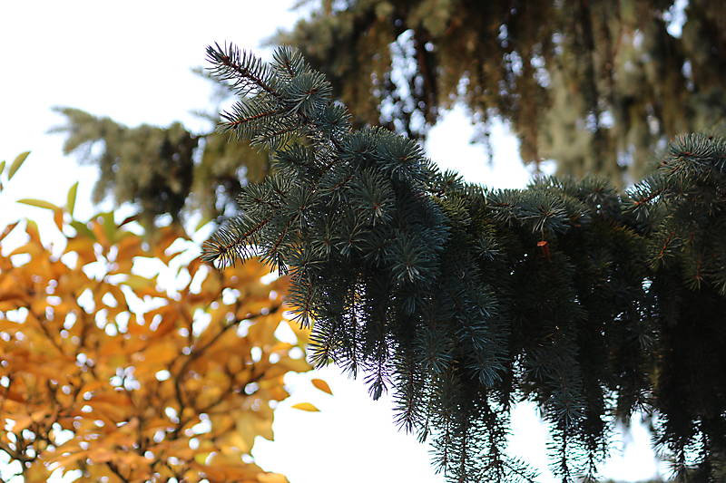 Herbst in Hakenfelde