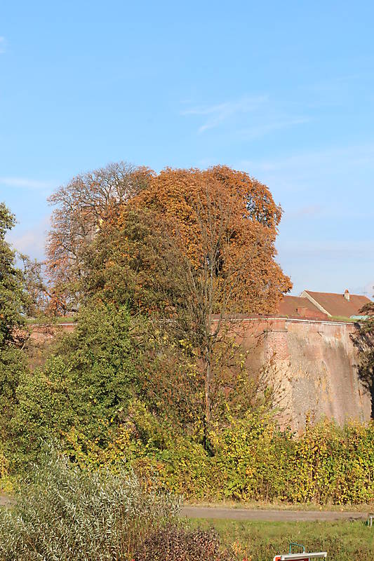 Zitadelle Spandau: Bastion König