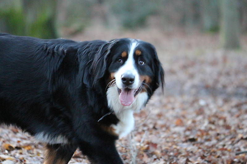 Hundeauslaufgebiet Spandauer Forst